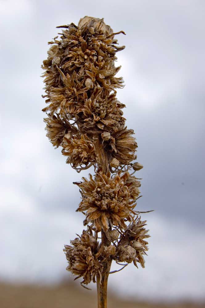 Image of Artemisia commutata specimen.