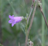 Campanula sibirica