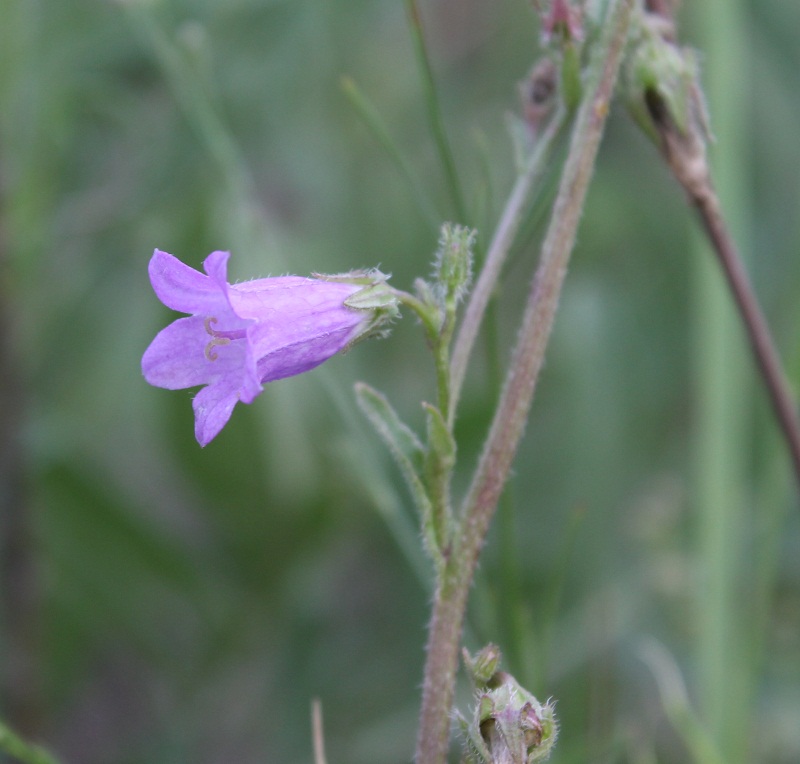 Изображение особи Campanula sibirica.