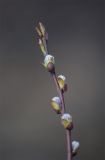 Salix hastata. Верхушка побега с распускающимися почками. Мурманская обл., окр. пос. Росляково, мелколиственный лес. 02.05.2016.