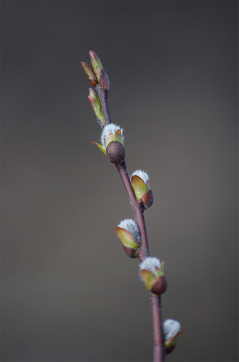 Изображение особи Salix hastata.