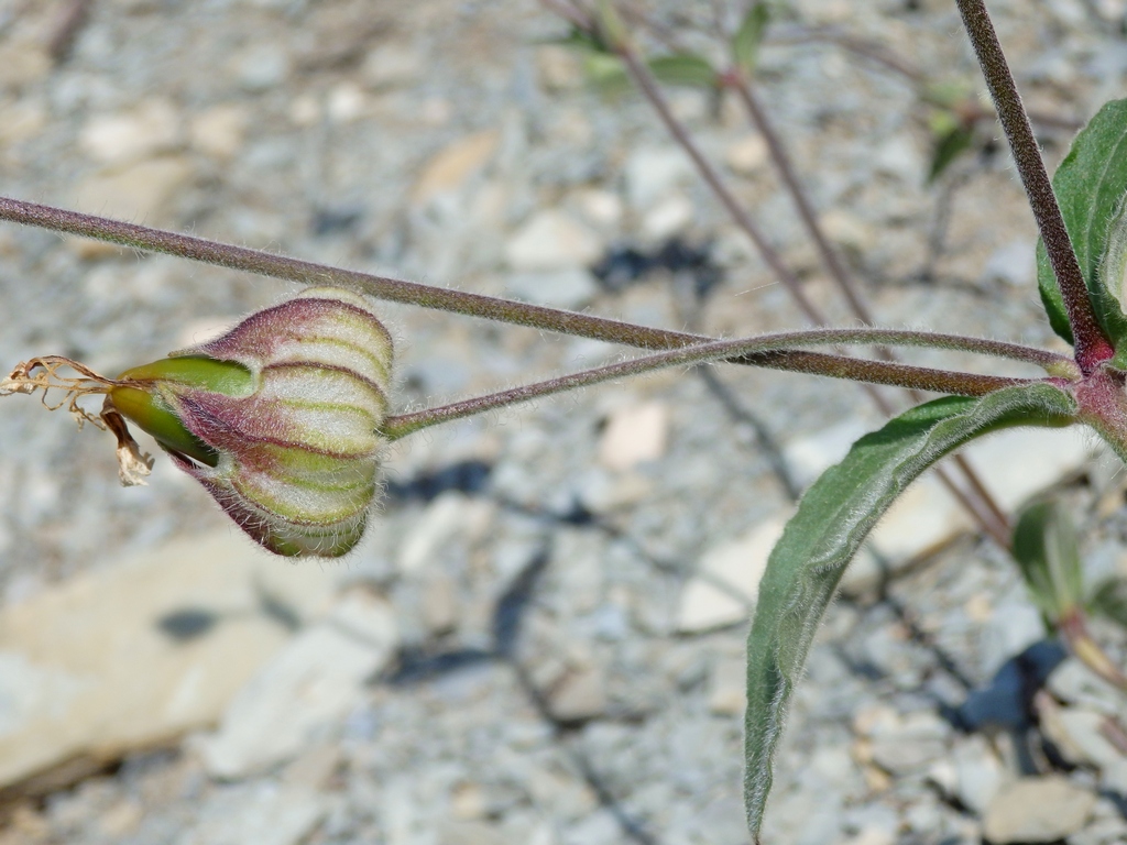 Image of genus Melandrium specimen.