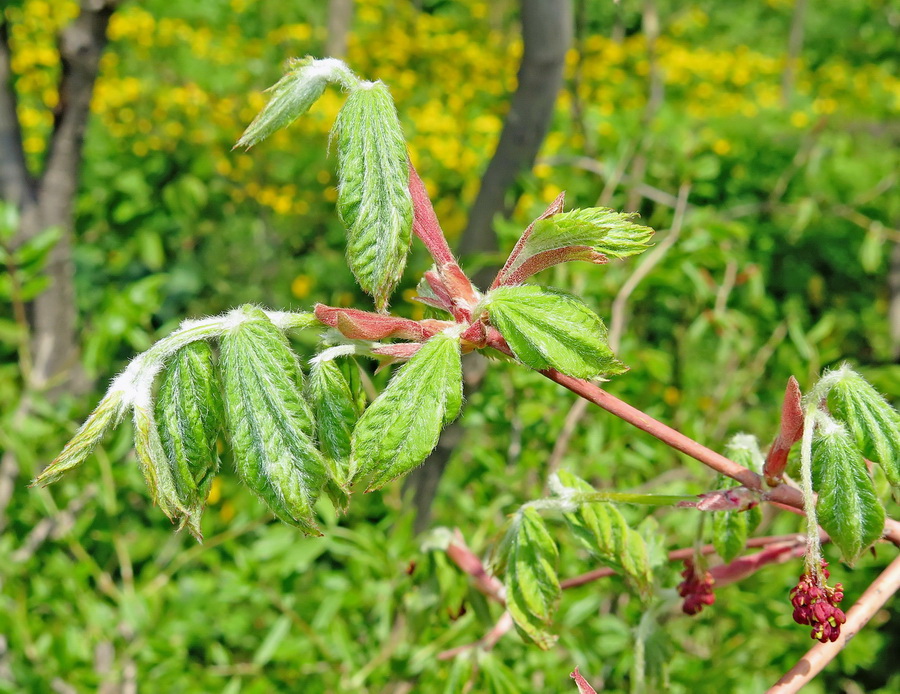 Изображение особи Acer japonicum.