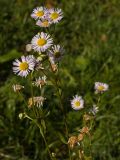 Erigeron annuus subspecies lilacinus. Верхушка растения с соцветиями. Башкирия, Ишимбайский р-н, окр. села Ишеево. 27.09.2009.