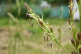 Festuca