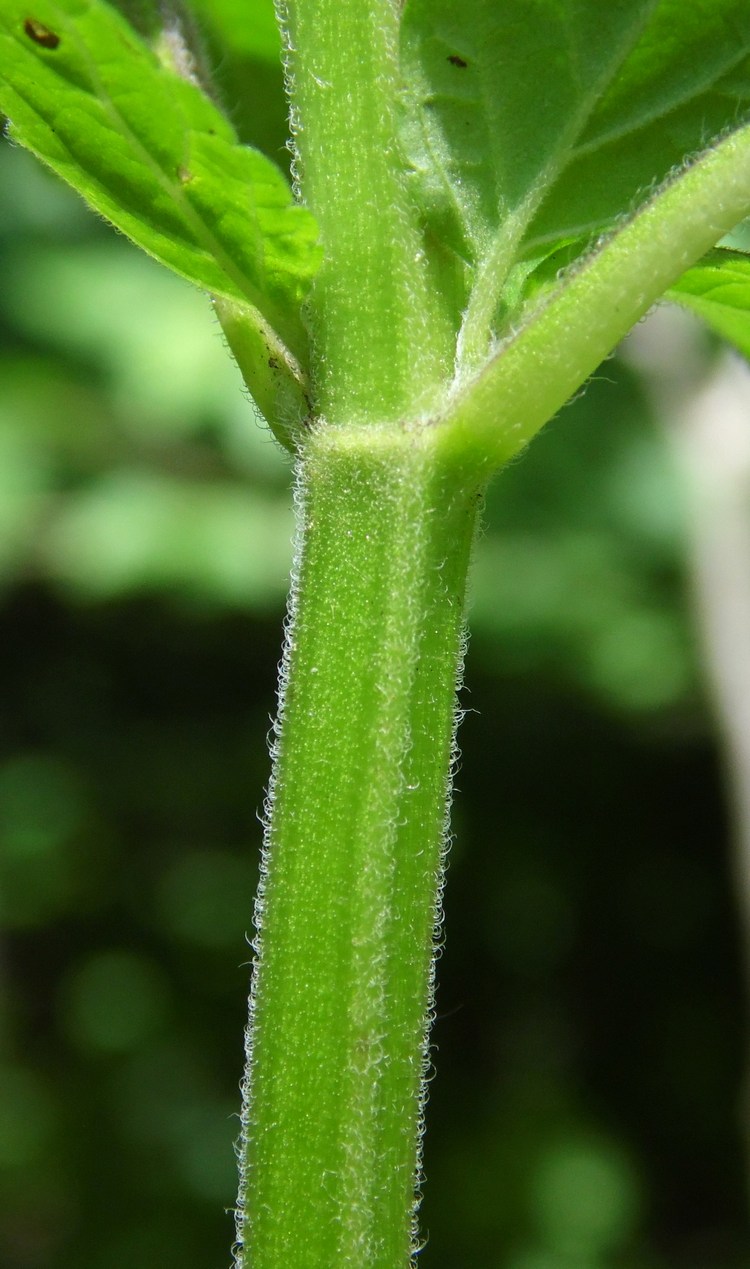 Изображение особи Scutellaria altissima.