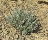 Artemisia marschalliana