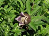 Clematis fusca