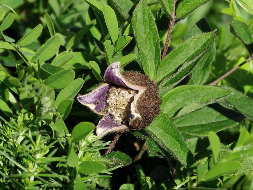 Image of Clematis fusca specimen.