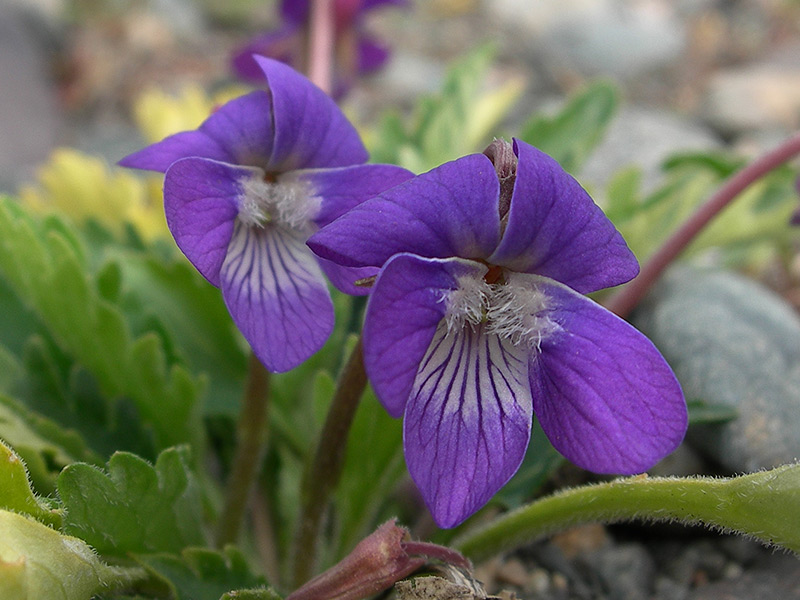 Изображение особи Viola incisa.