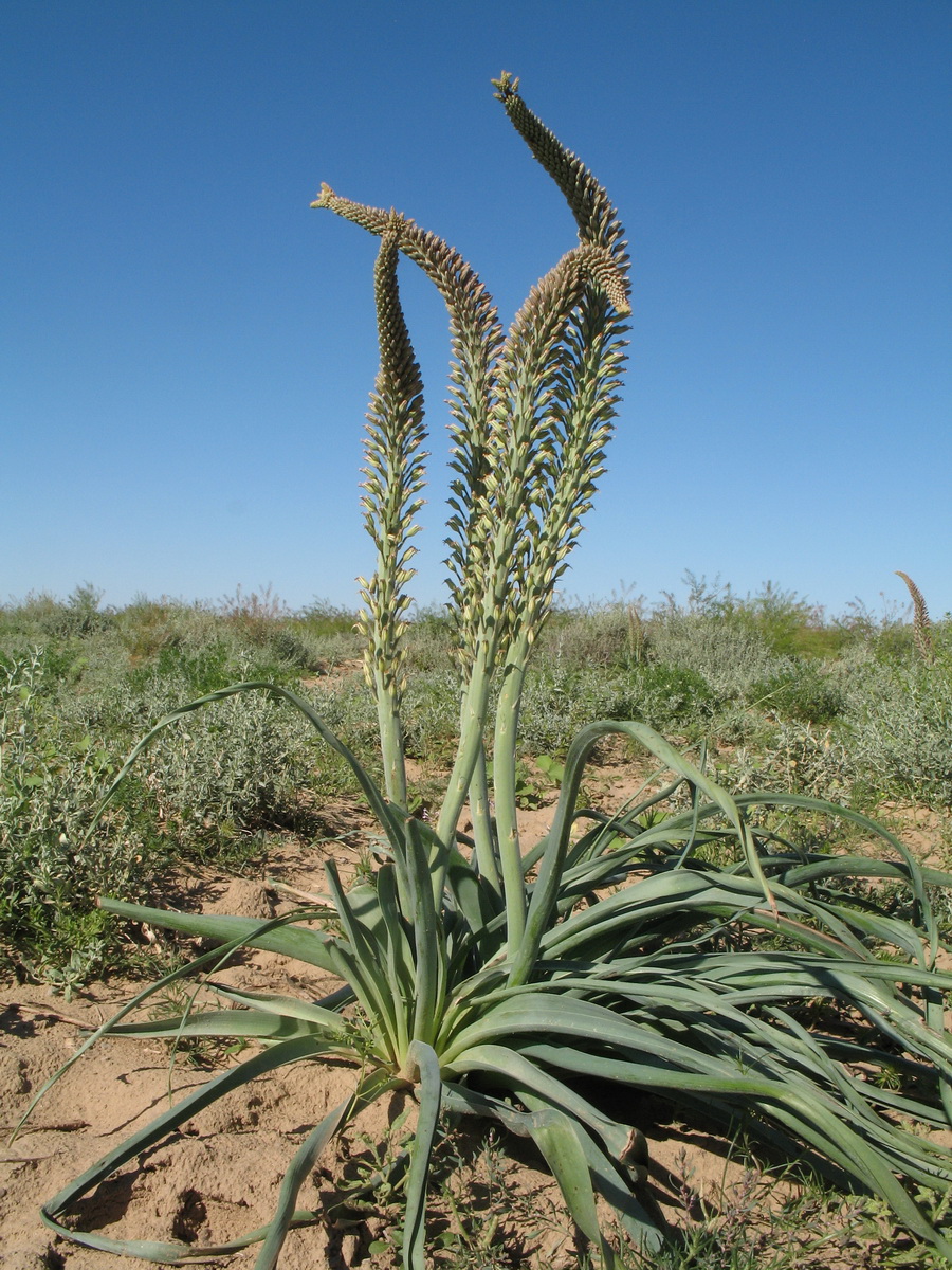 Image of Eremurus inderiensis specimen.