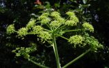 Heracleum sibiricum