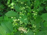 Euonymus europaeus. Побег с соцветиями. Нидерланды, провинция Гронинген, Харен. 5 мая 2007 г.