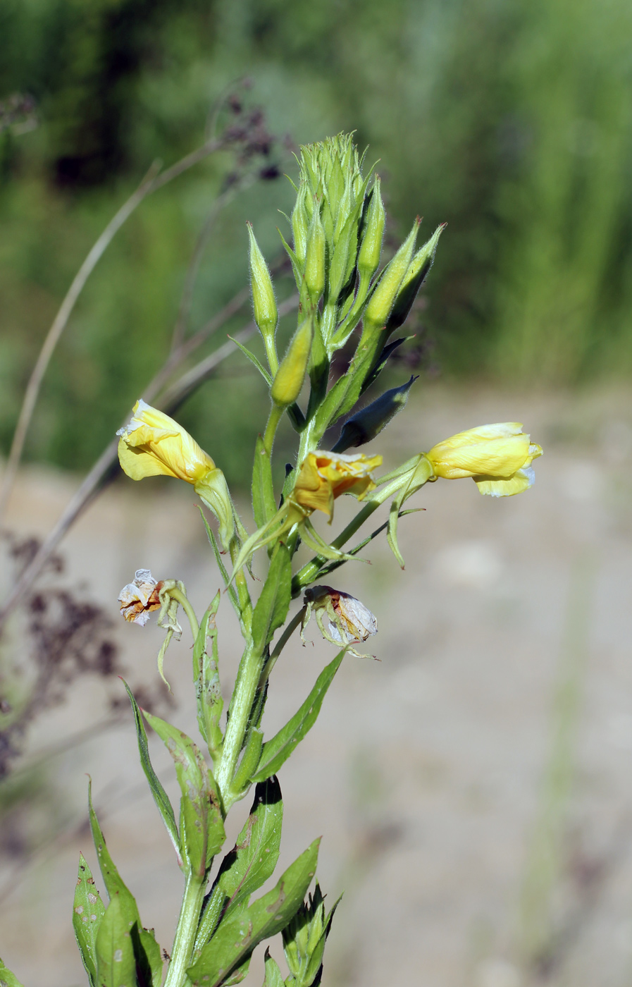 Изображение особи Oenothera biennis.