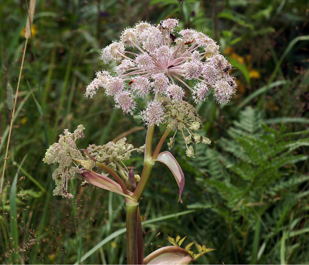 Изображение особи Angelica sylvestris.