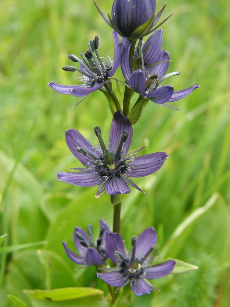 Image of Swertia obtusa specimen.