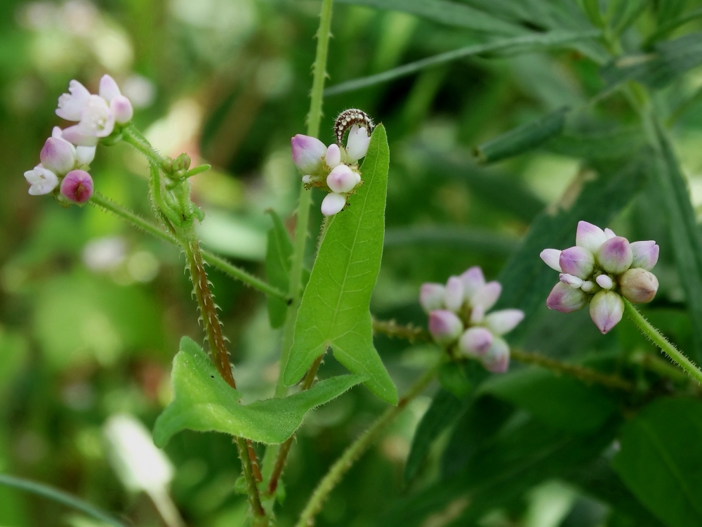 Image of Truellum japonicum specimen.