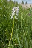 Orchis militaris. Верхушка побега с соцветием (гипохромная форма). Ленинградская обл., Гатчинский р-н, окр. пос. Пудость, луг в старом травертиновом карьере. 04.06.2016.