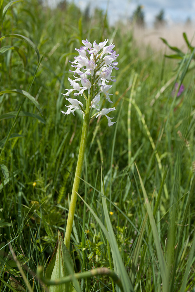 Изображение особи Orchis militaris.