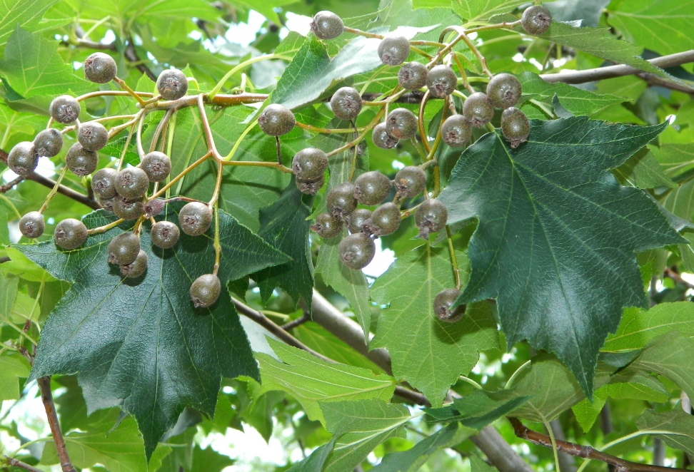 Image of Sorbus torminalis specimen.