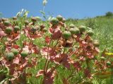 Euphorbia yaroslavii