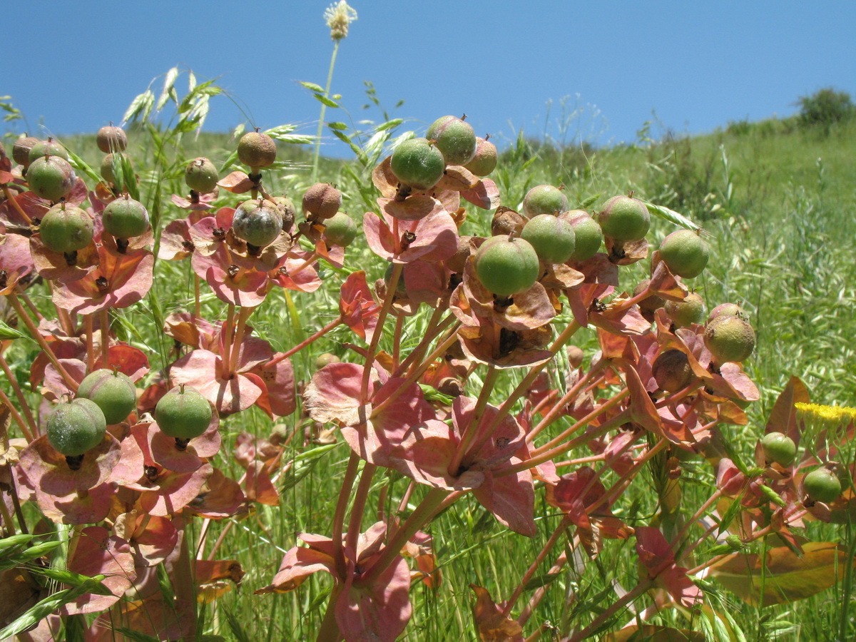 Изображение особи Euphorbia yaroslavii.