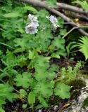 Geranium renardii