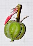 Image of taxon representative. Author is Татьяна Мальчинская