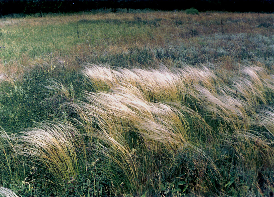 Изображение особи Stipa lessingiana.