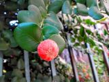 Carissa macrocarpa