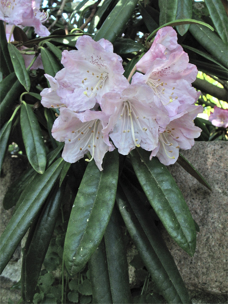 Image of Rhododendron makinoi specimen.