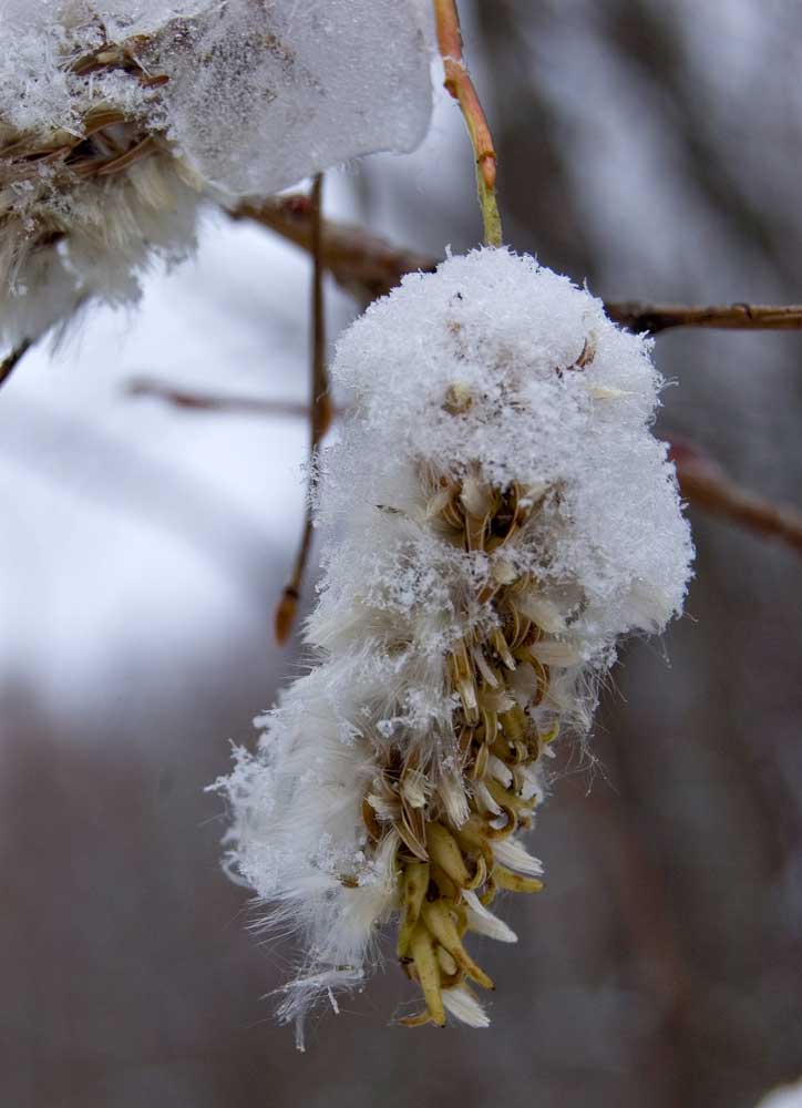 Изображение особи Salix pentandra.