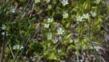 Cerastium syvaschicum