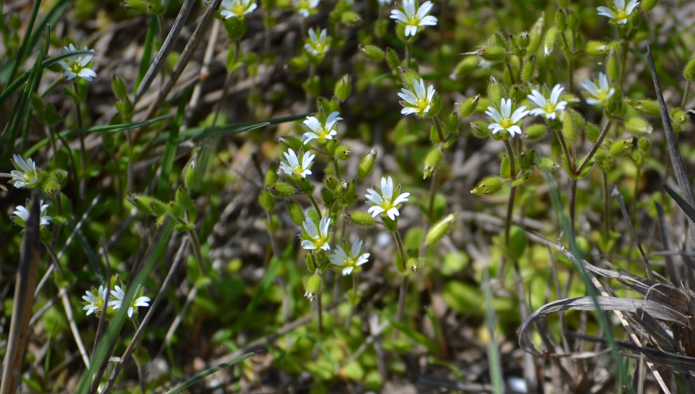 Изображение особи Cerastium syvaschicum.