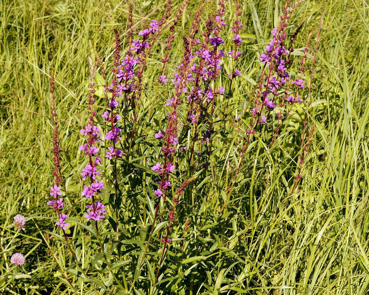 Image of Lythrum salicaria specimen.