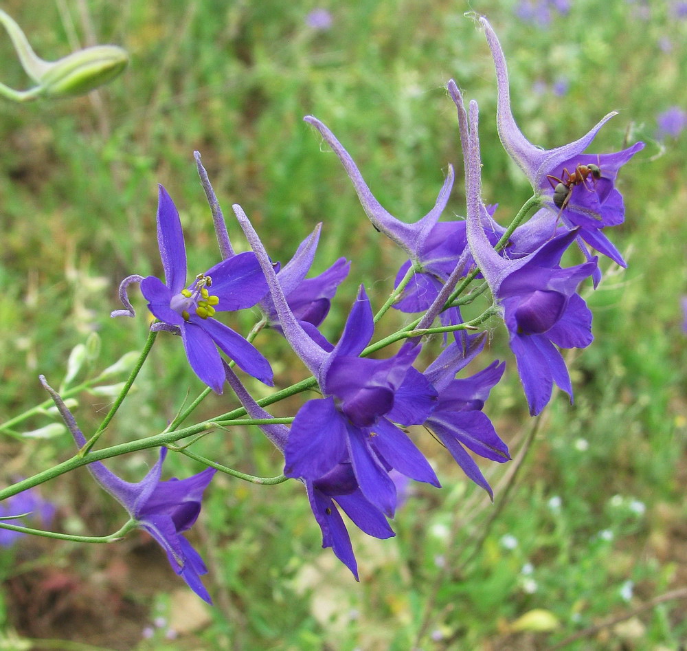 Image of Delphinium consolida specimen.