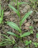 Dactylorhiza fuchsii