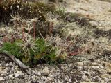 Pulsatilla magadanensis