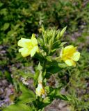 genus Oenothera. Верхушка цветущего растения. Амурская обл., Бурейский р-н, правый берег р. Бурея, окр. с. Малиновка. 17.07.2016.