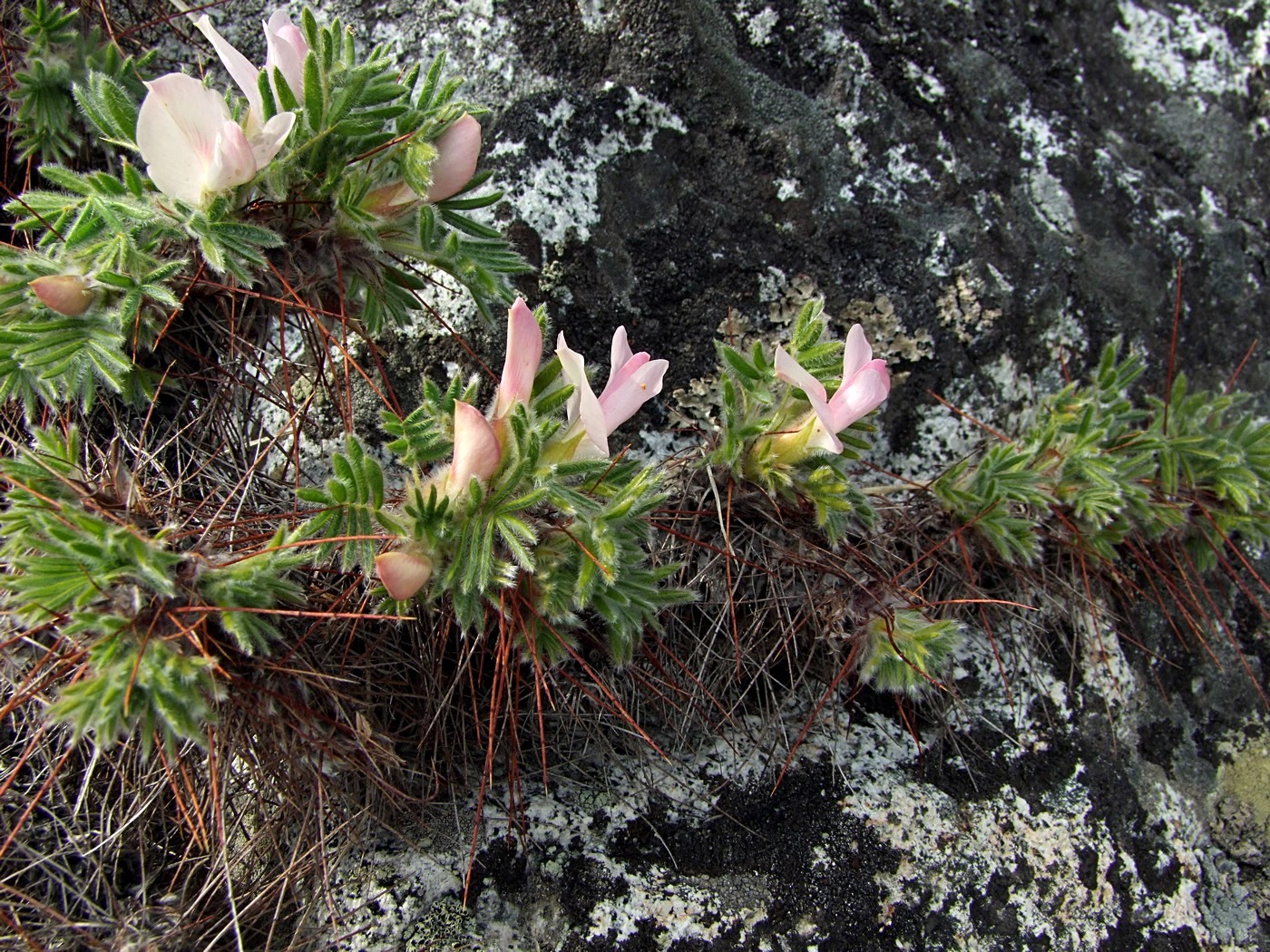 Image of Caragana jubata specimen.