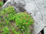 Rhodiola integrifolia. Цветущие растения. Магаданская обл., окр. Магадана, бухта Нагаева, мкр-н Марчекан, берег моря. 09.07.2011.
