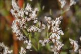 Limonium caspium