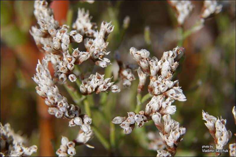 Изображение особи Limonium caspium.