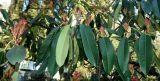 Photinia serratifolia