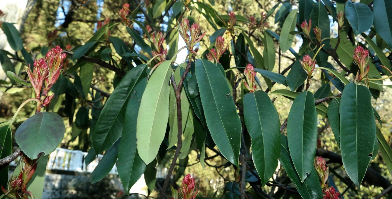 Image of Photinia serratifolia specimen.