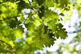 Quercus petraea