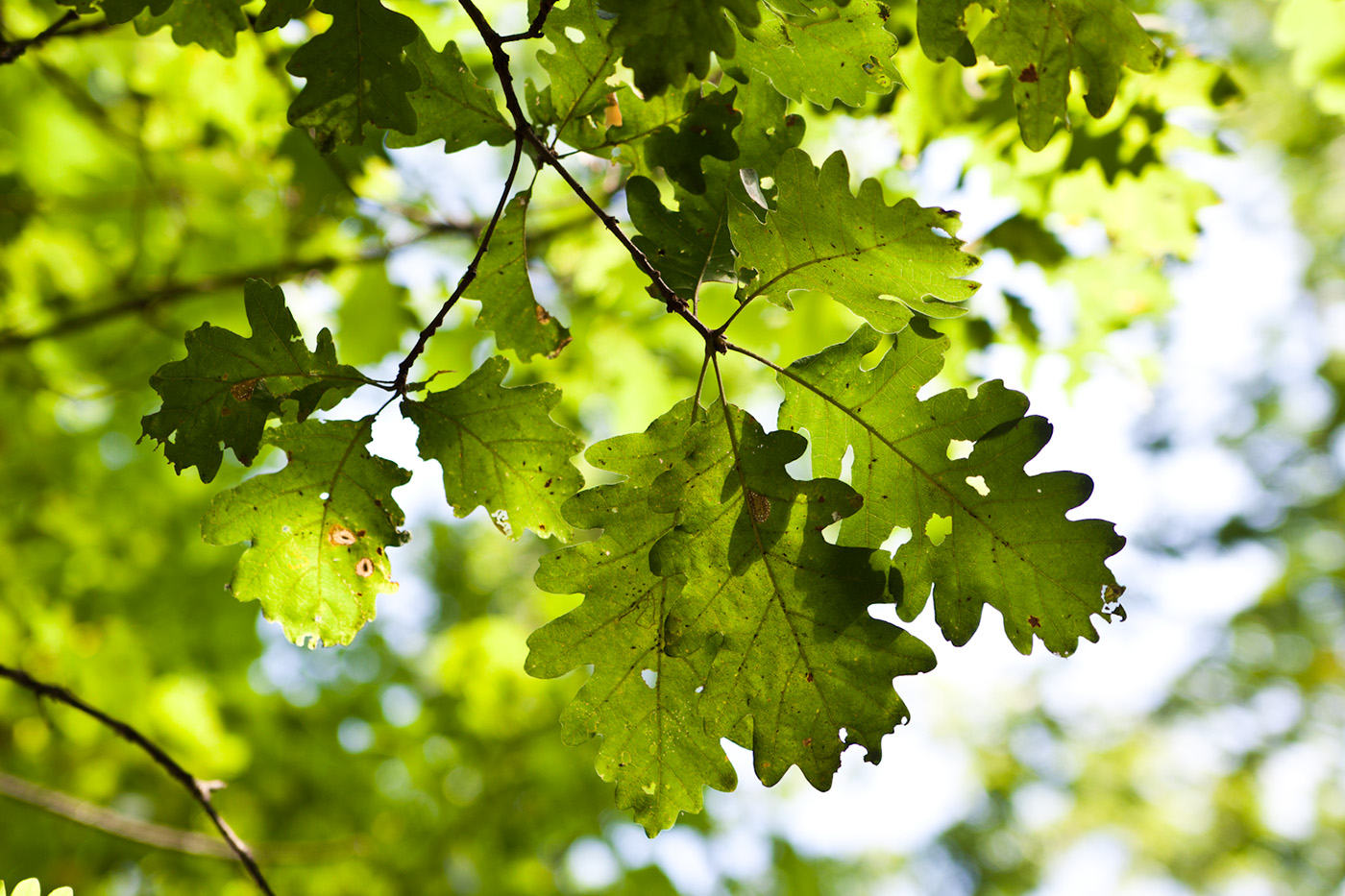 Изображение особи Quercus petraea.