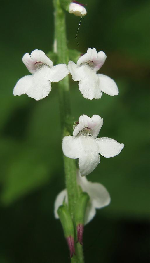 Image of Phryma asiatica specimen.