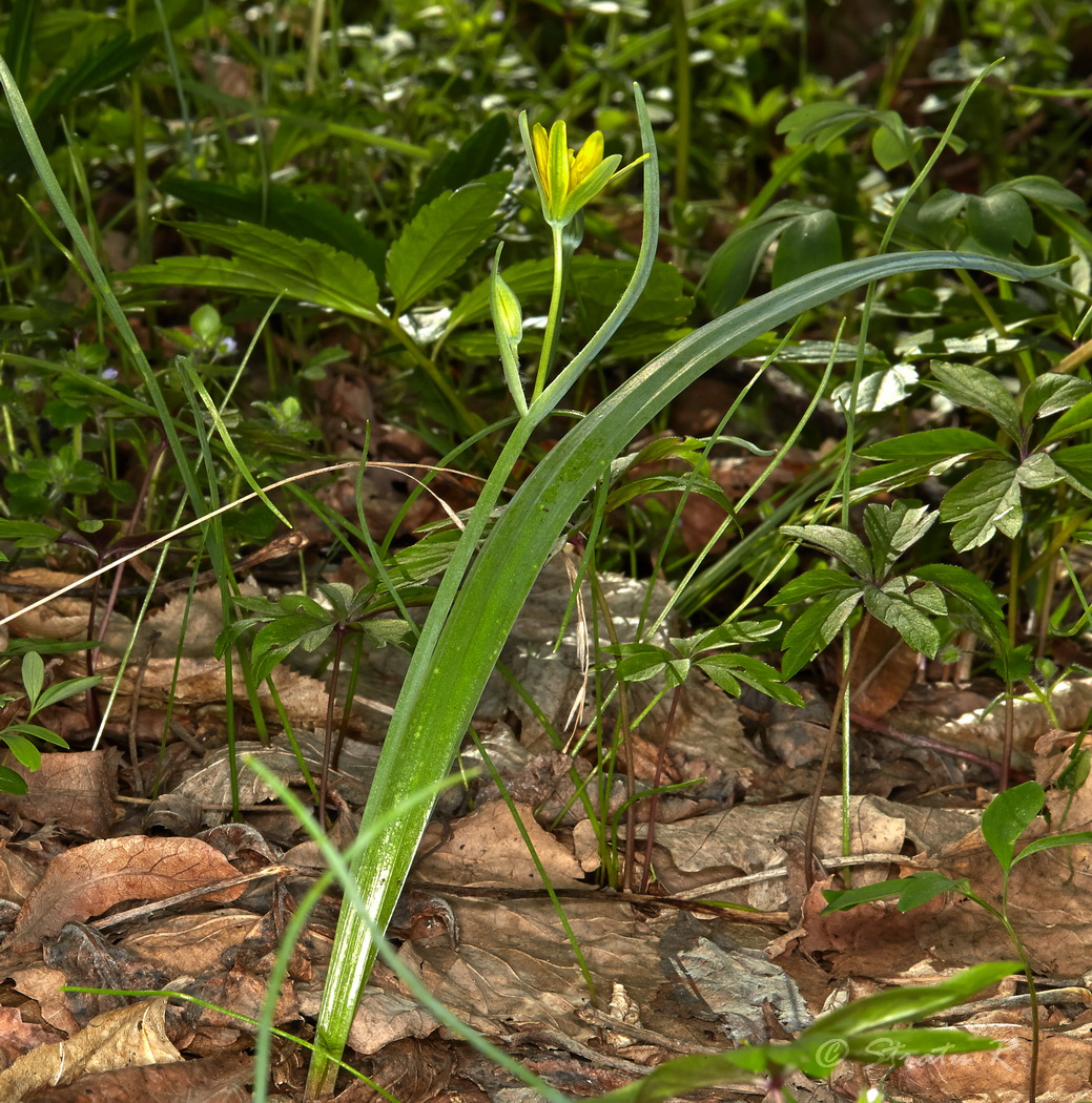 Image of Gagea lutea specimen.