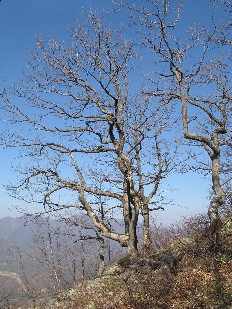 Изображение особи Quercus petraea.